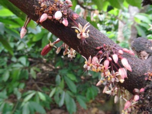cacao-flowers