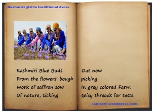Kashmiri girl picking saffron threads